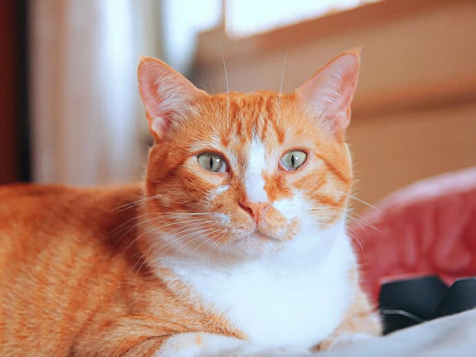 A photo of ginger and white striped cat Fofiño, a game designer at Devcats.
