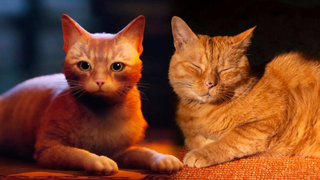 On the left the cat from Stray and on the right the former stray Murtaugh - the model for the video game cat.