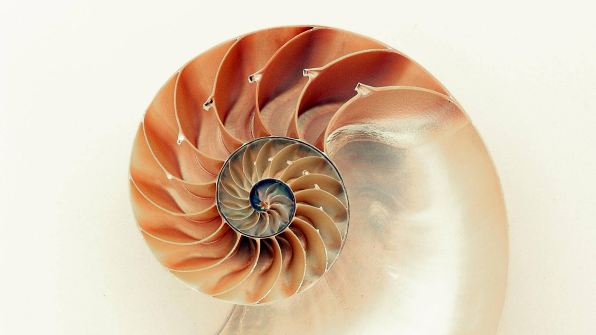 framing-photography-nautilus-golden-spiral