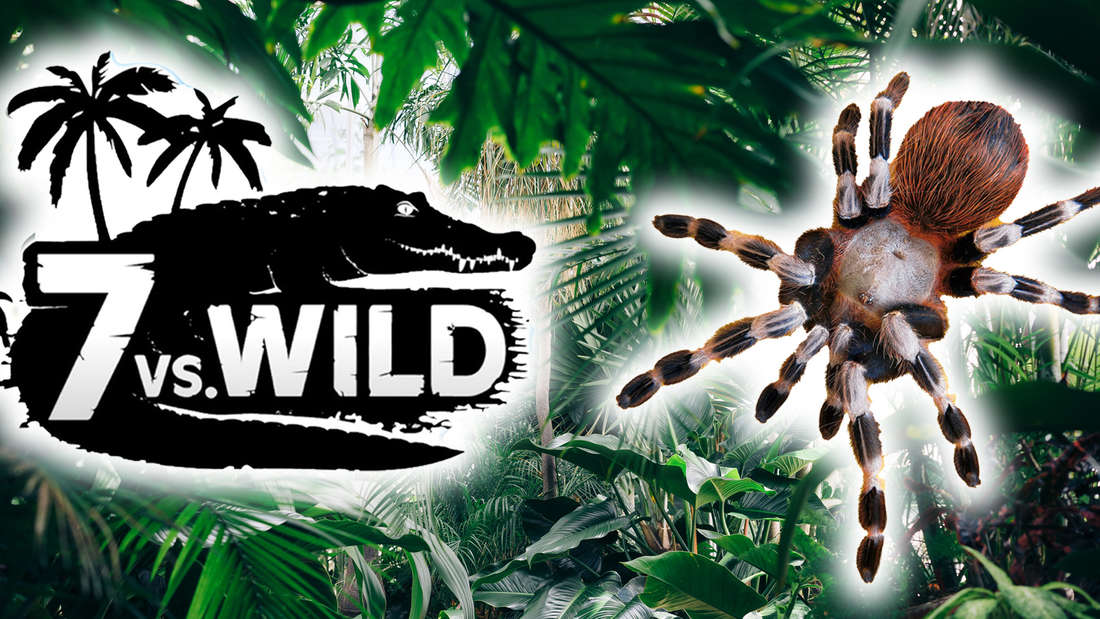 The 7 vs. Wild logo against a jungle background and a tarantula