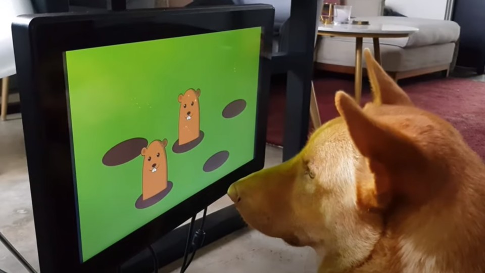 Joipaw - The video game console for four-legged friends