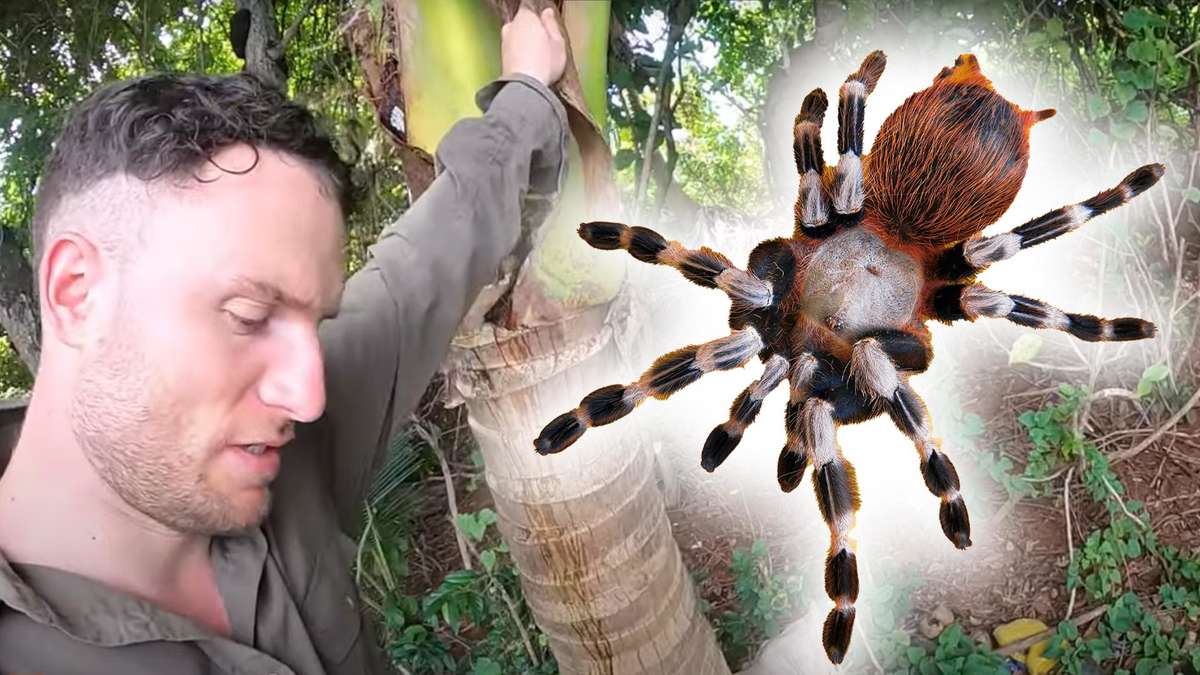7 vs. Wild: Sascha Huber narrowly escapes a giant spider - without realizing it
