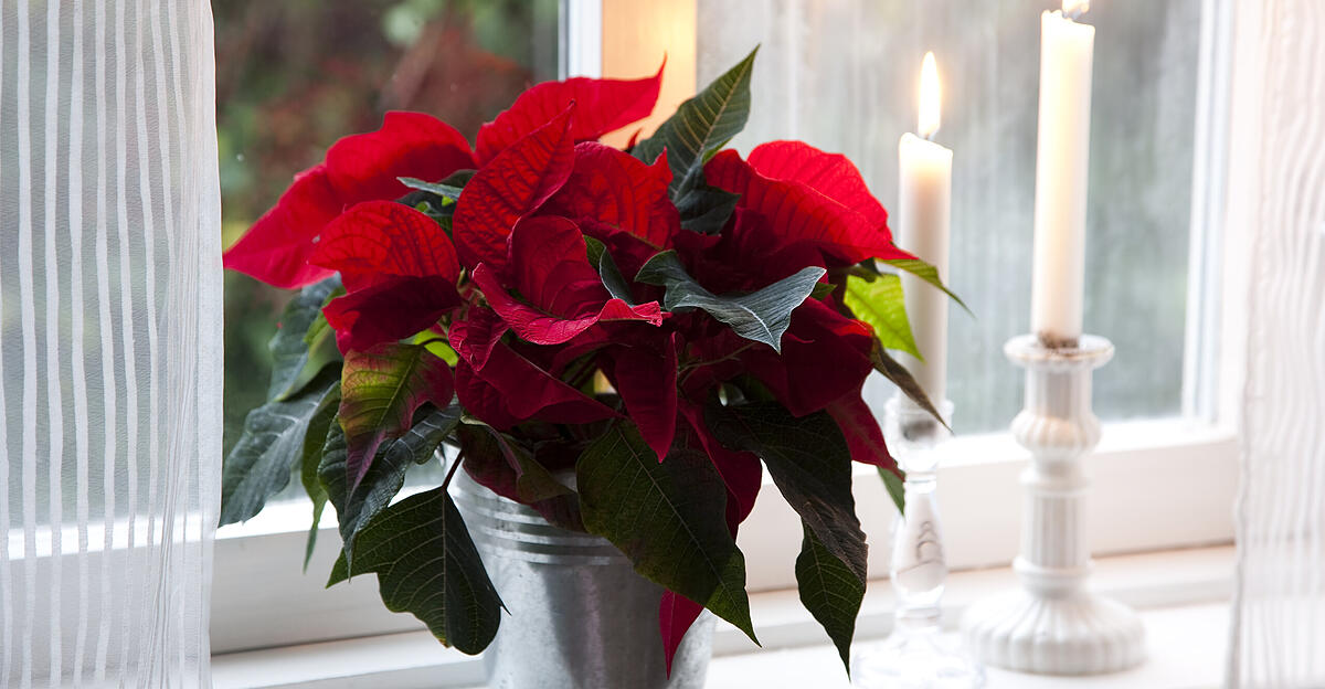 The poinsettia remains the star
